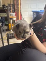 Albert, a male Pomchi for sale in Arnold, MO – 4 of 6