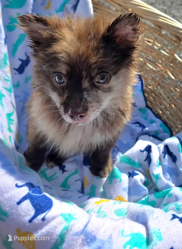 Hoss-Lavender and Chocolate Merle  – Pomeranian puppy for sale in Arnold, MO