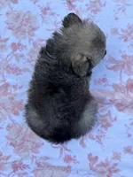 Della-Parti brindle , a female Pomeranian for sale in Arnold, MO – 4 of 5