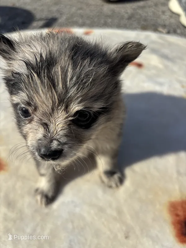 Hagert-Blue Merle – Pomeranian puppy for sale in Arnold, MO