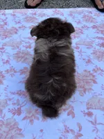 Hoss-Lavender and Chocolate Merle , a male Pomeranian for sale in Arnold, MO – 2 of 9