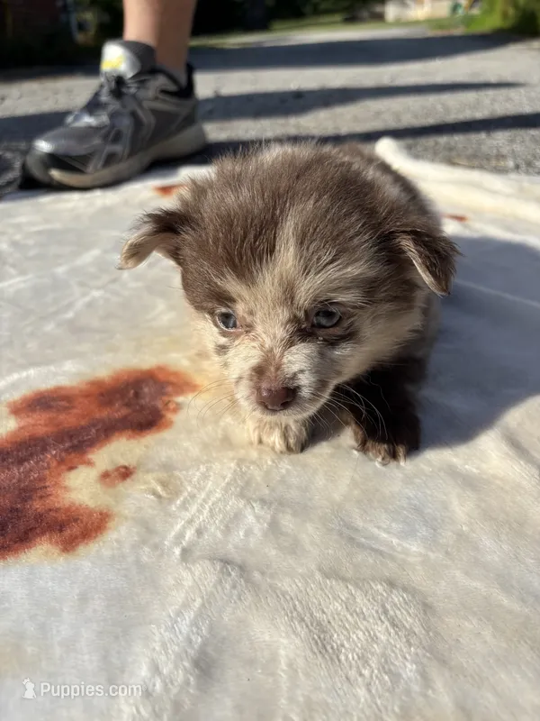Bess-Lavender and Chocolate Merle – Pomeranian puppy for sale in Arnold, MO