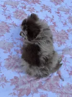Bess-Lavender and Chocolate Merle, a female Pomeranian for sale in Arnold, MO – 3 of 10