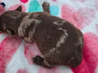 Hoss-Lavender and Chocolate Merle , a male Pomeranian for sale in Arnold, MO – 3 of 5