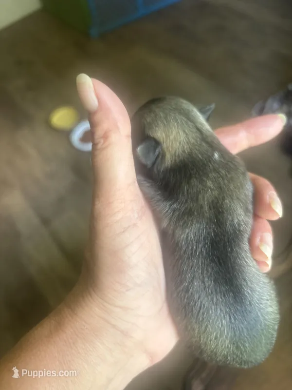 Della – Pomeranian puppy for sale in Arnold, MO
