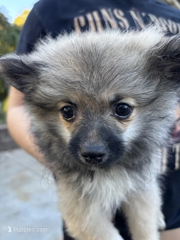 Della-Parti brindle  – Pomeranian puppy for sale in Arnold, MO