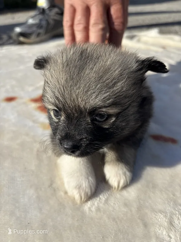 Della-parti Brindle – Pomeranian puppy for sale in Arnold, MO