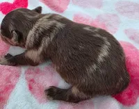 Hoss-Lavender and Chocolate Merle , a male Pomeranian for sale in Arnold, MO – 4 of 5