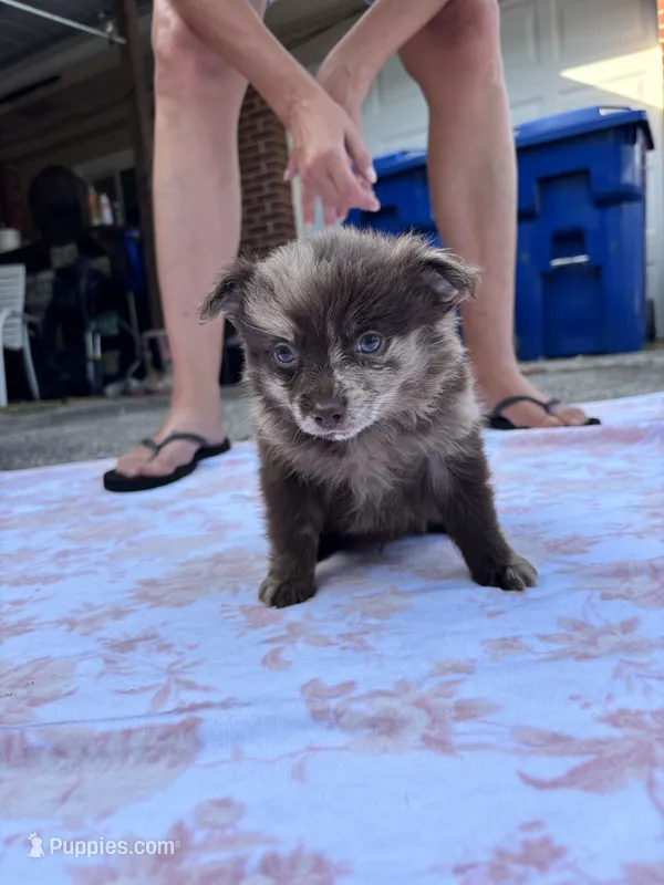 Hoss-Lavender and Chocolate Merle  – Pomeranian puppy for sale in Arnold, MO