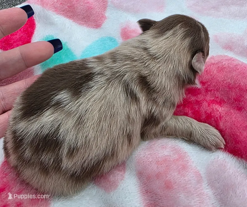 Bess – Pomeranian puppy for sale in Arnold, MO
