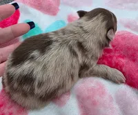 Bess-Lavender and Chocolate Merle, a female Pomeranian for sale in Arnold, MO – 1 of 3
