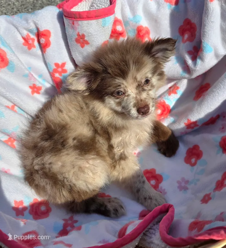 Bess-Lavender and Chocolate Merle – Pomeranian puppy for sale in Arnold, MO