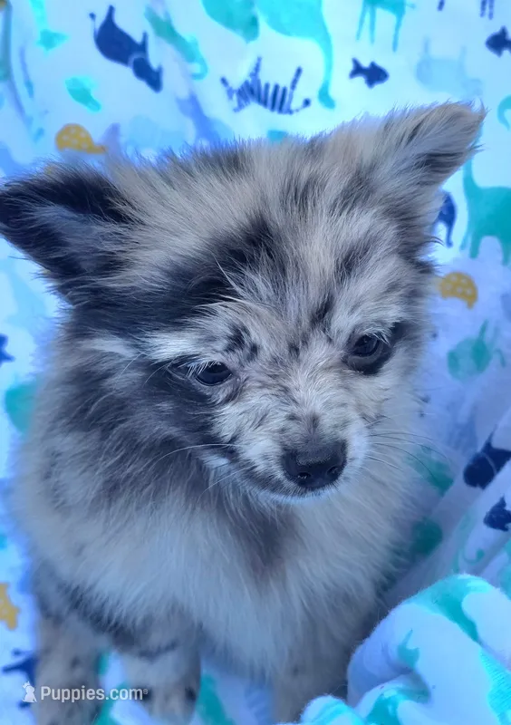 Hagert-lavender Blue Merle – Pomeranian puppy for sale in Arnold, MO