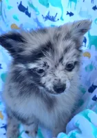 Hagert-lavender Blue Merle, a male Pomeranian for sale in Arnold, MO – 1 of 5