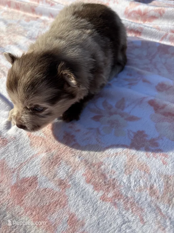 Bess-Lavender and Chocolate Merle – Pomeranian puppy for sale in Arnold, MO