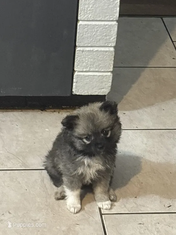 Della-Parti brindle  – Pomeranian puppy for sale in Arnold, MO