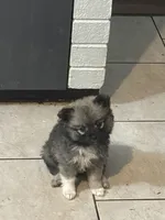 Della-Parti brindle , a female Pomeranian for sale in Arnold, MO – 1 of 5
