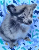 Hagert-lavender Blue Merle, a male Pomeranian for sale in Arnold, MO – 3 of 5