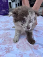 Bess-Lavender and Chocolate Merle, a female Pomeranian for sale in Arnold, MO – 2 of 10