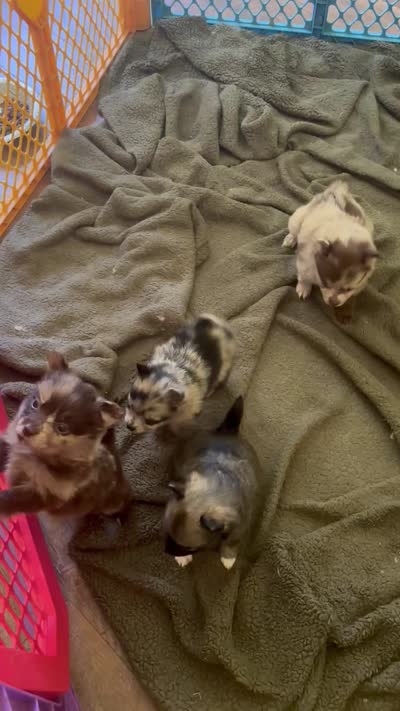 Hoss-Lavender and Chocolate Merle , a male Pomeranian for sale in Arnold, MO – 8 of 9