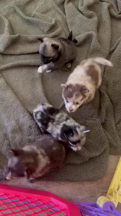 Hoss-Lavender and Chocolate Merle , a male Pomeranian for sale in Arnold, MO – 6 of 9