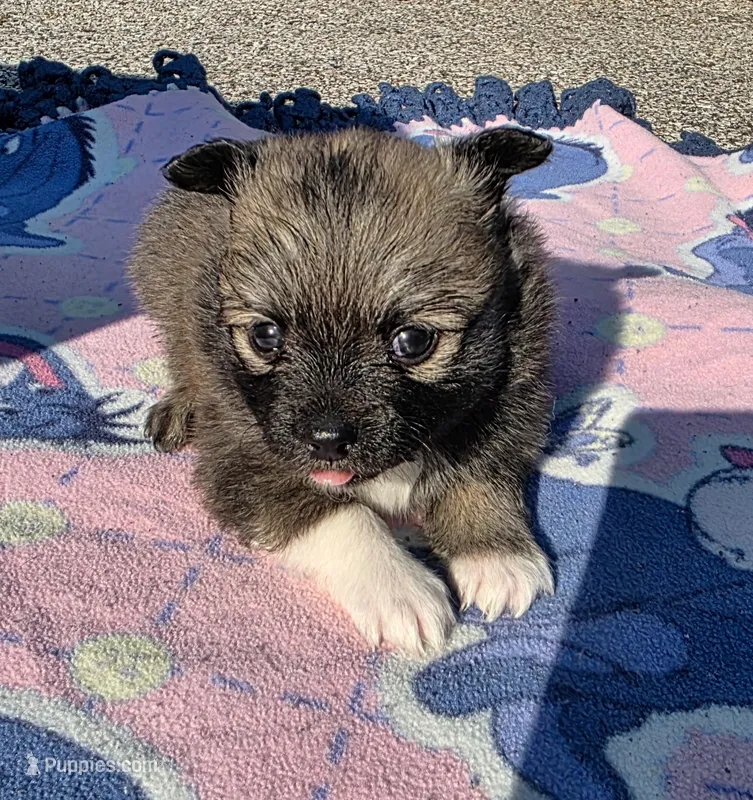 Della-parti Brindle – Pomeranian puppy for sale in Arnold, MO