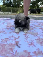Della-Parti brindle , a female Pomeranian for sale in Arnold, MO – 2 of 5