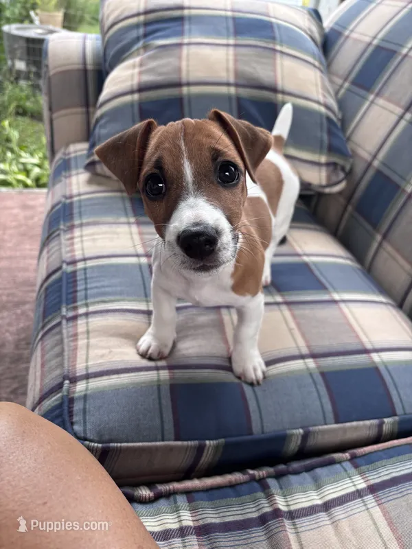 Yogi  – Jack Russell Terrier puppy for sale in Hudson, IN