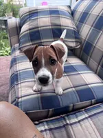 Yogi , a male Jack Russell Terrier for sale in Hudson, IN – 3 of 5