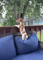Yogi , a male Jack Russell Terrier for sale in Hudson, IN – 5 of 5