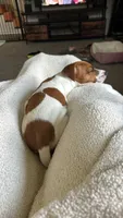 Yogi , a male Jack Russell Terrier for sale in Hudson, IN – 4 of 5