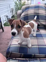 Yogi , a male Jack Russell Terrier for sale in Hudson, IN – 2 of 5