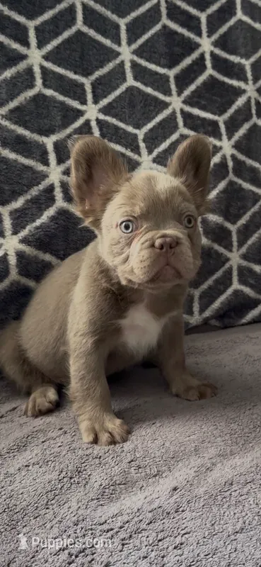Zee – French Bulldog puppy for sale in Phoenix, AZ