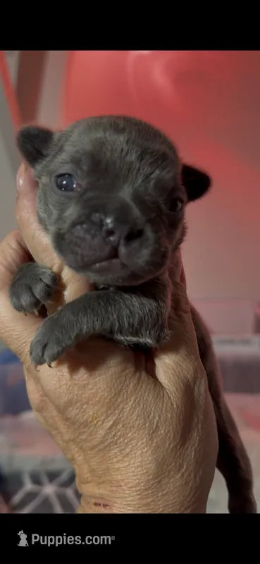 Bluey – French Bulldog puppy for sale in Phoenix, AZ