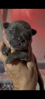 Bluey, a male French Bulldog for sale in Phoenix, AZ – 1 of 1