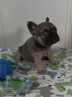 Mask , a male French Bulldog for sale in Tehachapi, CA – 2 of 2