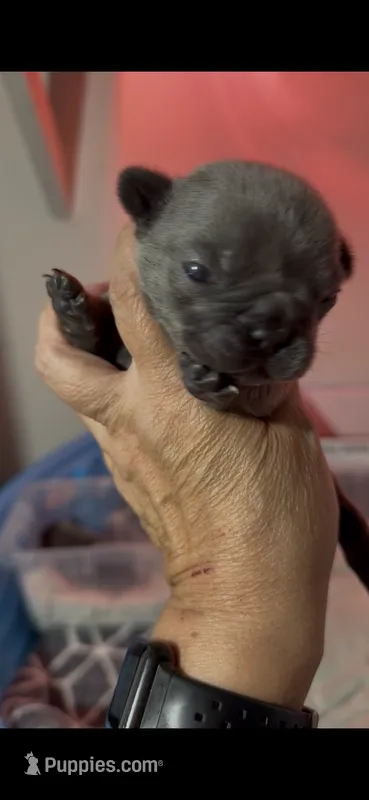 Bingo – French Bulldog puppy for sale in Phoenix, AZ