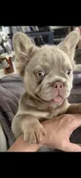 Cassy, a female French Bulldog for sale in Phoenix, AZ – 3 of 3