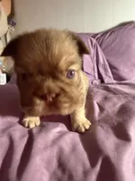 Rollie , a male French Bulldog for sale in Phoenix, AZ – 2 of 6