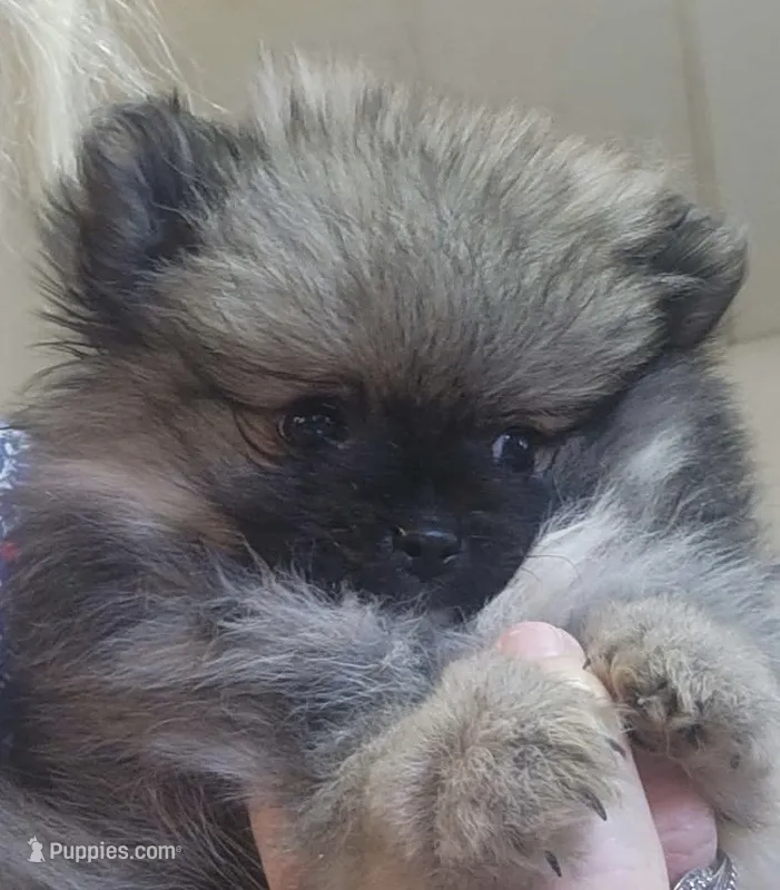 Bobi  – Pomeranian puppy for sale in Phoenix, AZ