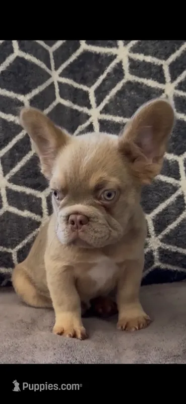 Tee – French Bulldog puppy for sale in Phoenix, AZ