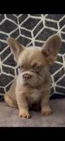 Tee, a female French Bulldog for sale in Tehachapi, CA – 1 of 3