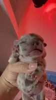 Luigi, a male French Bulldog for sale in Phoenix, AZ – 3 of 4