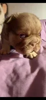 Rollie , a male French Bulldog for sale in Phoenix, AZ – 6 of 6