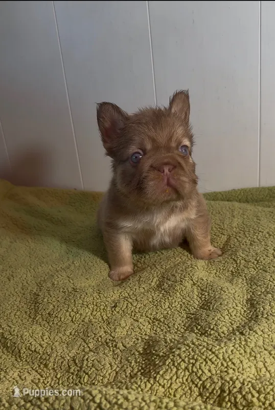 Rollie  – French Bulldog puppy for sale in Tehachapi, CA