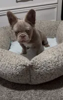 Zee, a male French Bulldog for sale in Tehachapi, CA – 3 of 4