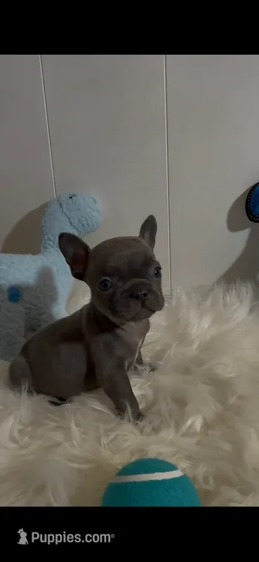 Bluey – French Bulldog puppy for sale in Phoenix, AZ