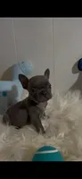 Bluey, a male French Bulldog for sale in Tehachapi, CA – 1 of 2