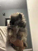 Bobi , a female Pomeranian for sale in Phoenix, AZ – 2 of 3