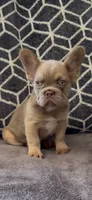 Tee, a female French Bulldog for sale in Phoenix, AZ – 2 of 3